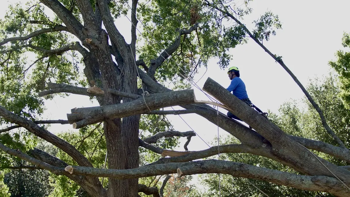 Professional Hazardous Tree Removal performed by certified arborists in Shrewsbury