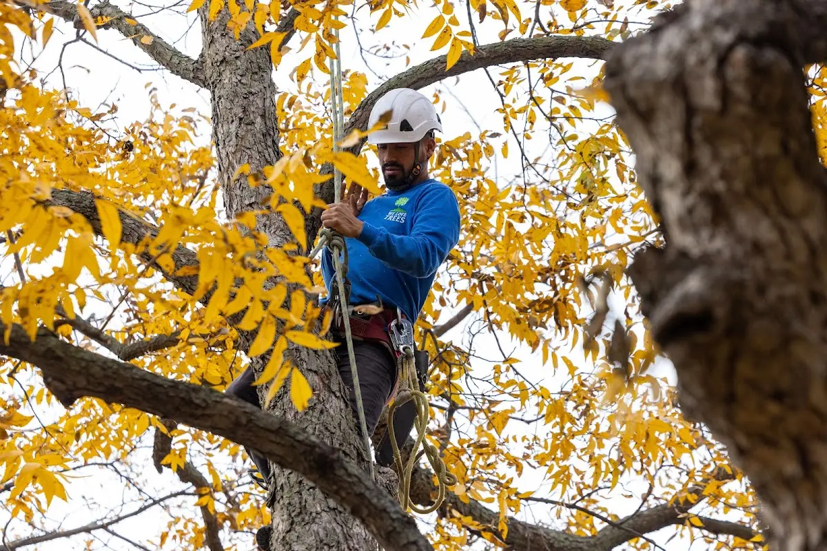 Skilled Tree Pruning crew working in Shrewsbury