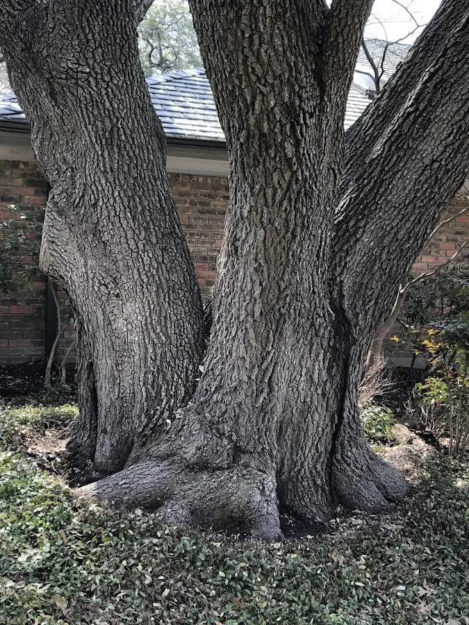 Mature heritage tree close to a Shrewsbury property cared for by certified arborists